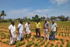 CFLD OILSEEDS AND PULSES