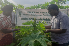 KVK-THENI-CFLD-FIELD-VISIT-AT-ANNUPAPATTI