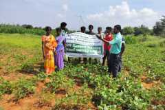 KVK-Theni-CFLD-pulses-black-gram-field-visit