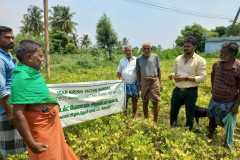 KVK-Theni_CFLD-Groundnut-Field-visit-to-VRI-9-Groundnut-variety-field