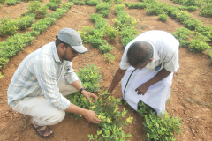 KVK-Theni_CFLD-Oil-Seeds_Groundnut-Scientist-Visit_Kathirnarasingapuram-Village