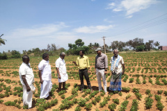 KVK-Theni_CFLD-Oilseeds-_Groundnut-GJG-32_Kathirnarasingapuram-Village