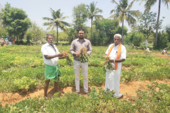 KVK-Theni_CFLD-Oilseeds_Groundnut_GJG-32_Kathirnarasingapuram