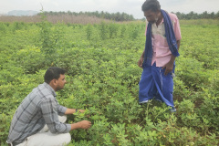 KVK-Theni_CFLD_Oilseeds_Groundnut-Variety-TMV-14_Theppampatti