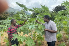 KVK-Theni_CFLD_Oilseeds_YRCH-2_Castor-Variety_Ethakovil