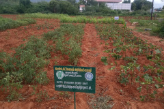 KVK-Theni-Demo-Unit_-NUtritional-garden