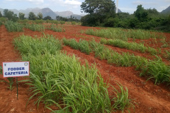 KVK-Theni_-Mixed-Fodder-Demo-Unit