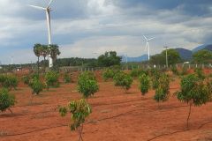 KVK-Theni_High-Density-planting-in-mago-Neelam-variety