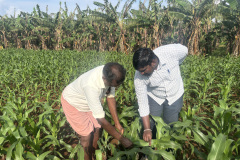FLD-Demonstration-of-refined-IPM-Module-for-Maize-Fall-Armyworm-Konalnaickenpatti-2