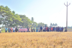 Field-day-FLD-on-Demonstration-of-CO55-Paddy-variety