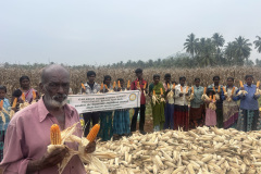 KVK-Theni-_-FLD_-Demonstration-of-IPM-on-Fall-Army-worm-in-Maize-_-Kondalnayakkanpatti