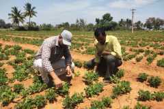 KVK-Theni-_OFT-Field-Visit-on-Assessment-of-Drought-management-strategies-for-improving-yield-in-rainfed_-kathinarasingapuram