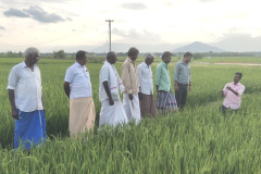 KVK-Theni_-OFT-_-Assessment-of-high-yielding-paddy-variety-ADT-58-_Poolandhapuram