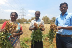 KVK-Theni_-OFT_-Assessment-of-groundnut-variety-_-VRI-10-_Adaikampatti