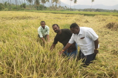 KVK-Theni_Demonstration-of-CO-55-Paddy-variety-with-ICM-practices_Karunakkamuthanpatti-village