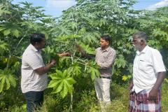 KVK-Theni_FLD_-Demonstration-of-TNAU-MN-Mixture-_-Ethakovil