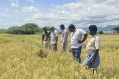 KVK-Theni_FLD_-Field-Visit-on-Demonstration-of-Rice-reap-for-increasing-productivity-in-paddy-cultivation_Karungattankulam-Village