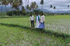 KVK-Theni_FLD_Demonstration-of-CO-55-Paddy-variety-with-ICM-practices_Kondalnayakkanpatti-Village
