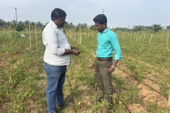 KVK-Theni_OFT_-Assessment-in-soil-borne-disease-management-in-chilli_Pulikuthi-Village