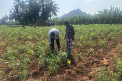 KVK-Theni_OFT_-Assessment-of-IPM-modules-against-Tomato-pin-worm_Ramalingapuram