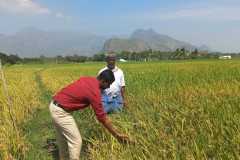 KVK-Theni_OFT_Assessment-of-High-yielding-Paddy-variety-for-Theni-District_Bodi-meenakshipuramVillage