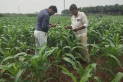 KVK-Theni_OFT_Field-Visit-on-Assessment-of-drought-management-strategies-in-improving-yield-in-maize_Srirengapuram-Village